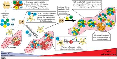 Type 1 Diabetes: A Chronic Anti-Self-Inflammatory Response